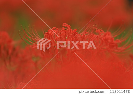 Higan Hana, Fuchu City Local Forest Museum, Tokyo Higan Hana, Fuchu City Local Forest Museum, Tokyo 118911478