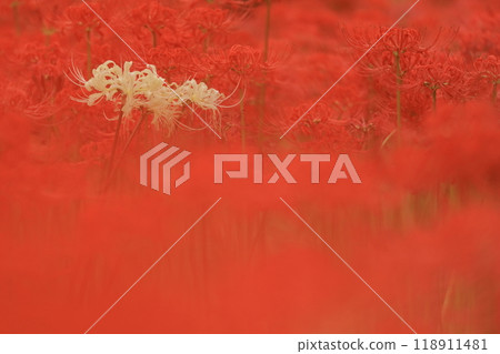 Higan Hana, Fuchu City Local Forest Museum, Tokyo 118911481