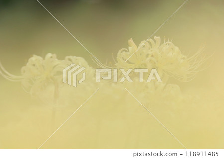 Higan Hana, Fuchu City Local Forest Museum, Tokyo Higan Hana, Fuchu City Local Forest Museum, Tokyo 118911485