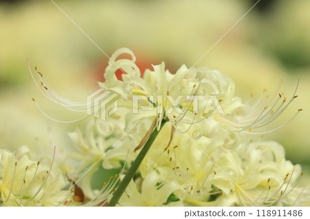 Higan Hana, Fuchu City Local Forest Museum, Tokyo Higan Hana, Fuchu City Local Forest Museum, Tokyo 118911486