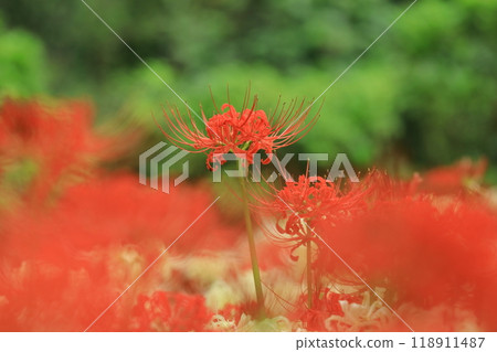 東京府中市立森林博物館Higan Hana 東京府中市立森林博物館Higan Hana 118911487