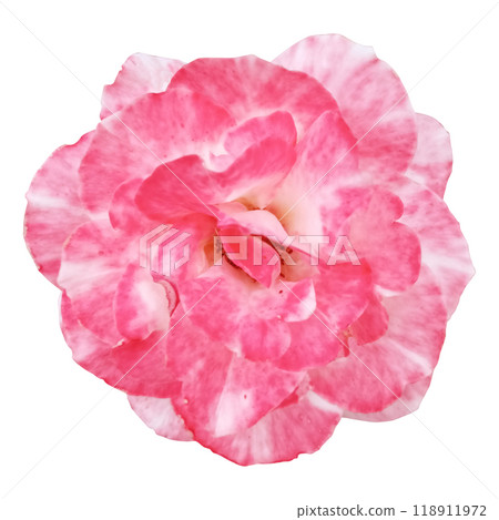Red rose flower isolated on white background with clipping path. Close-up. Nature. 118911972