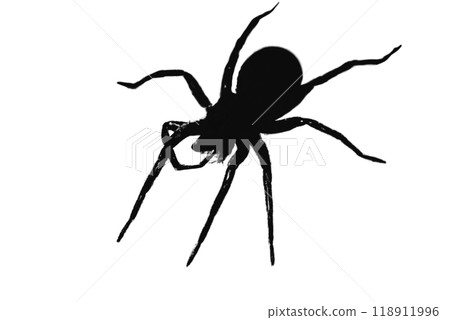 Silhouette of a  wolf spider on a white background 118911996