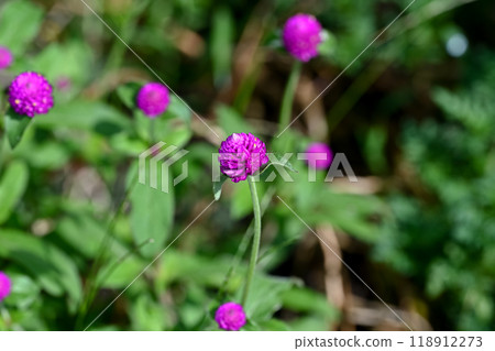 Pink Sennichiko 118912273