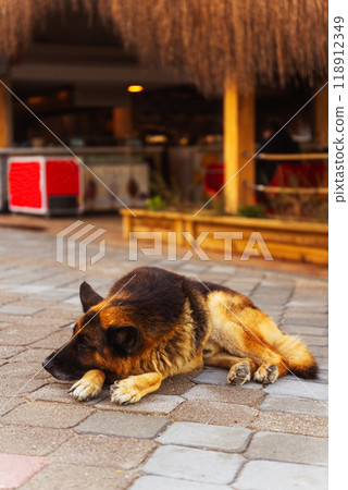 A German shepherd is lying on the ground in front of a restaurant 118912349