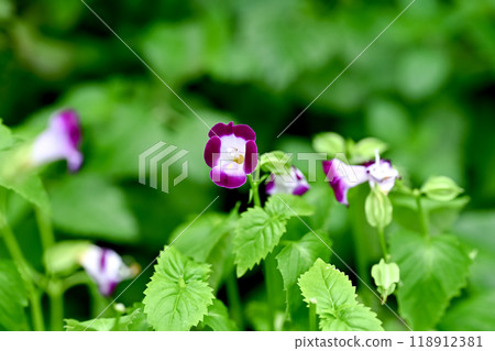 Torenia Torenia 118912381