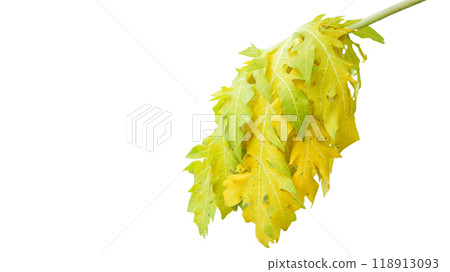 Cut out papaya leaf on a white background with clipping paths. The intricate details of the leaf's structure and vibrant green color are clearly visible, showcasing natural beauty and unique shape. 118913093