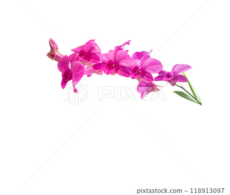 Cut out of purple Phalaenopsis Hybrids, also known as Moth Orchids, with clipping paths on a white background. The elegant blooms feature soft, curved petals, perfect for floral design projects. 118913097
