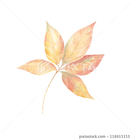 Autumn maple leaf in watercolor , flying orange foliage from tree on ground transparent background isolated template exact illustration of fall autumn Autumn maple leaf in watercolor , flying orange foliage from tree on ground transparent background isolated template exact illustration of fall autumn 118913153