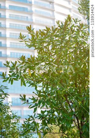 View of a modern high-rise building with glass balconies with a tree in the foreground. View of a modern high-rise building with glass balconies with a tree in the foreground. 118914424