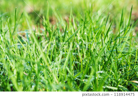 Fresh green grass in a clearing with water drops on a summer sunny day. Natural wallpaper concept Fresh green grass in a clearing with water drops on a summer sunny day. Natural wallpaper concept 118914475