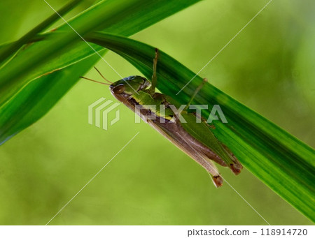 I encountered a small grasshopper while walking. 118914720
