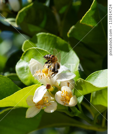 Pollinating bee among lemon blossoms. Animals, insects. Pollinating bee among lemon blossoms. Animals, insects. 118914724