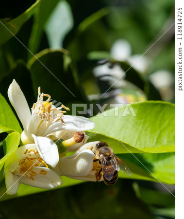 Pollinating bee among lemon blossoms. Animals, insects. Pollinating bee among lemon blossoms. Animals, insects. 118914725