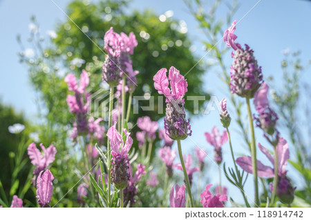 鬱鬱蔥蔥的花園，法國薰衣草盛開 118914742