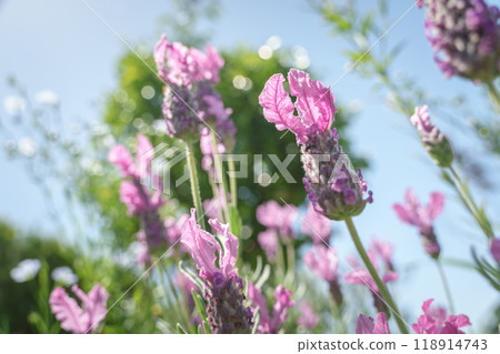 鬱鬱蔥蔥的花園,法國薰衣草盛開 鬱鬱蔥蔥的花園,法國薰衣草盛開 118914743