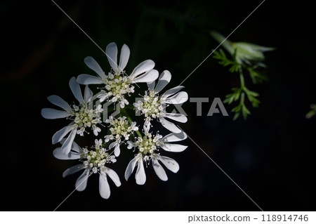 White lace-like Orlaya flowers bathed in sunlight filtering through the trees White lace-like Orlaya flowers bathed in sunlight filtering through the trees 118914746