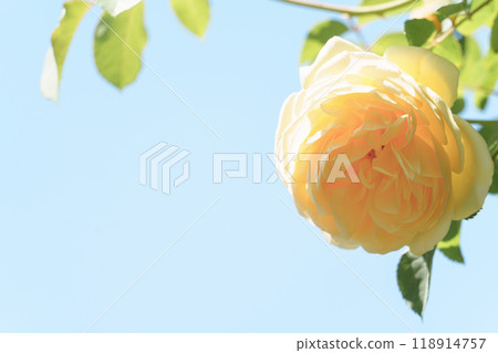 黃玫瑰盛開在花壇和藍天 黃玫瑰盛開在花壇和藍天 118914757