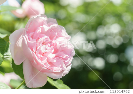 淡粉色的玫瑰盛開在花壇裡 118914762