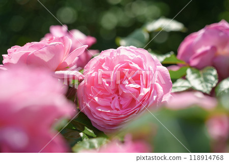 Pink roses blooming in a flowerbed 118914768
