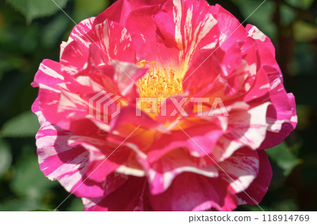 Pink and white variegated roses blooming in a flowerbed 118914769