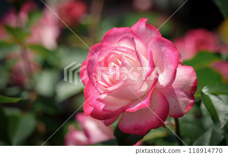 A rose with pink petal edges blooming in a flowerbed A rose with pink petal edges blooming in a flowerbed 118914770