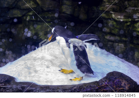 Penguin. Underwater view of a swimming and a resting penguins in The Oceanographic, City of Arts and Sciences, Valencia. King penguin Aptenodytes patagonicus in captivity. Penguins. 118914845