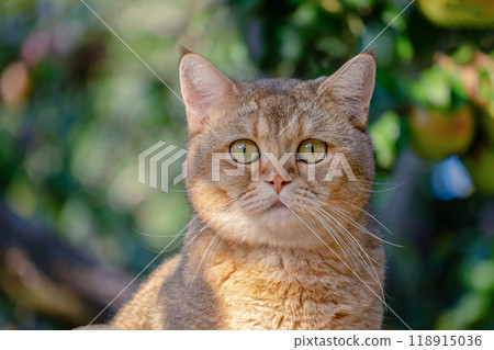 British cat portature Golden chinchilla British cat portature Golden chinchilla 118915036