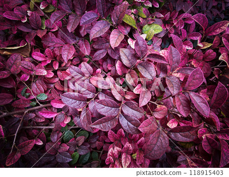 Background from red leaves of natural outdoor plants close-up. Autumn pattern concept. Background from red leaves of natural outdoor plants close-up. Autumn pattern concept. 118915403