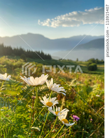 Beautiful landscape with mountains, flowers and a valley at sunset with blue sky and clouds. Beautiful landscape with mountains, flowers and a valley at sunset with blue sky and clouds. 118915407