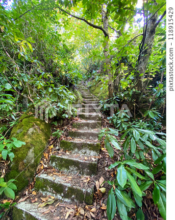 The stone path winds through a dense forest with greenery and tropical trees on either side. The stone path winds through a dense forest with greenery and tropical trees on either side. 118915429