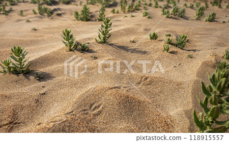 Beach sand with small plants and bird tracks in close-up. Sand dunes on a sunny summer day Beach sand with small plants and bird tracks in close-up. Sand dunes on a sunny summer day 118915557