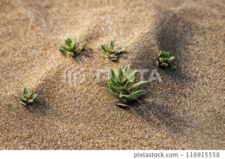 Beach sand with small plants close-up. Sand dunes on a sunny summer day 118915558