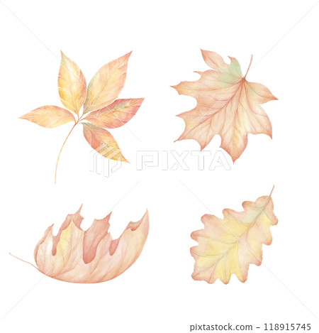 Autumn maple leaf in watercolor , flying orange foliage from tree on ground transparent background isolated template exact illustration of fall autumn Autumn maple leaf in watercolor , flying orange foliage from tree on ground transparent background isolated template exact illustration of fall autumn 118915745