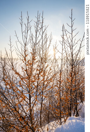 A bush with frozen sea buckthorn on the shore of a snow-covered lake on a winter day 118915821
