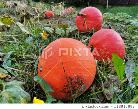 A field of pumpkins for Halloween, All Saints' Day and Thanksgiving. Orange pumpkin for decoration. The decor for the holiday. Ripe autumn harvest. Squash Farm 118915992