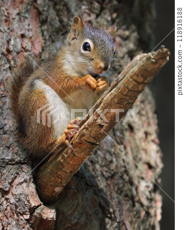Perched red squirrel on the tree trunk with blur background, Canada Perched red squirrel on the tree trunk with blur background, Canada 118916188