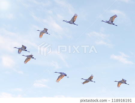 Sandhill crane in flight above the marsh, Dundee, Quebec 118916191