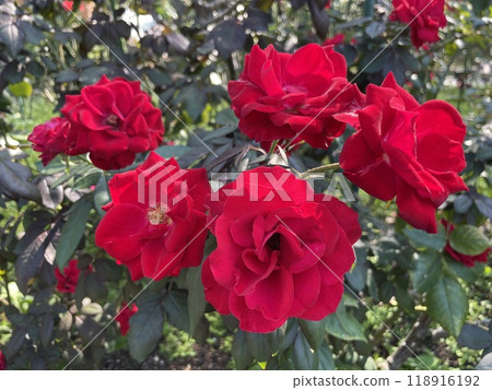 A red rose A red rose 118916192