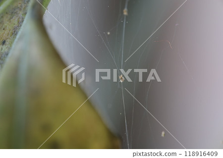 Aphids destroy green plant, cobwebs and many insect pests, Aphids eat the sap by sucking it from plant leaves, stems and roots 118916409