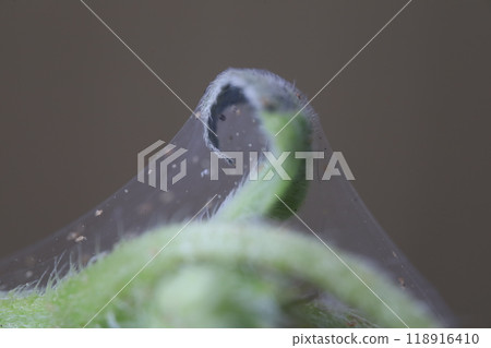 Aphids destroy green plant, cobwebs and many insect pests, Aphids eat the sap by sucking it from plant leaves, stems and roots Aphids destroy green plant, cobwebs and many insect pests, Aphids eat the sap by sucking it from plant leaves, stems and roots 118916410