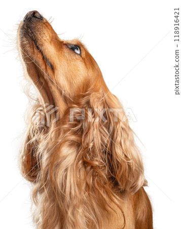 Head shot of a English cocker spaniel dog on white background Head shot of a English cocker spaniel dog on white background 118916421