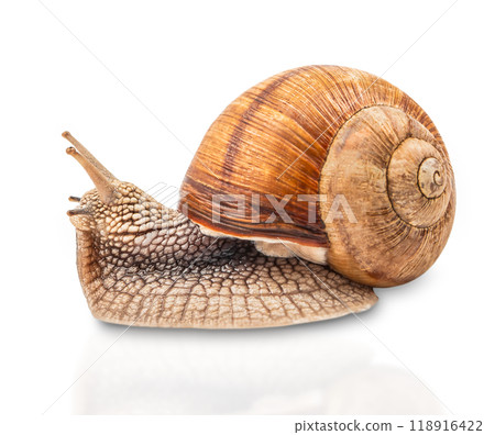 Burgundy Roman snail Helix pomatia, a large clam with a large curled brown shell crawl isolated on white background Burgundy Roman snail Helix pomatia, a large clam with a large curled brown shell crawl isolated on white background 118916422