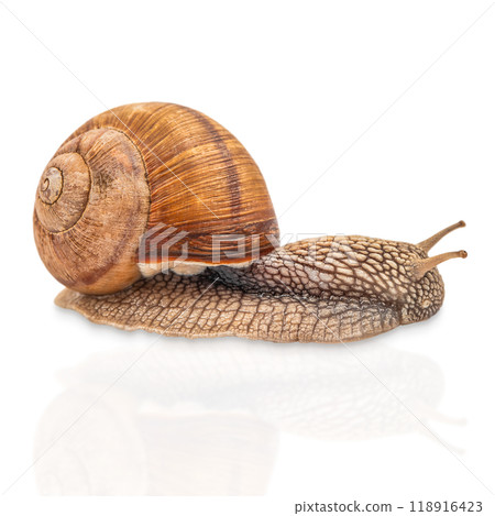 Generated image 118916423