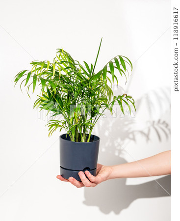 Hand hold house plant chamaedorea in a pot on a white isolated background. 118916617