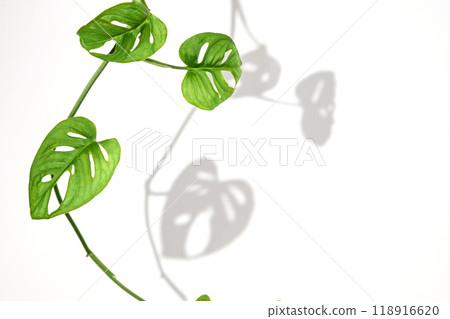 Monstera leaves curl on a white isolated background with shadow. 118916620
