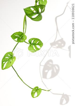 Monstera leaves curl on a white isolated background with shadow. 118916621