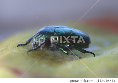 bug, insect, leaf beetle 118916713