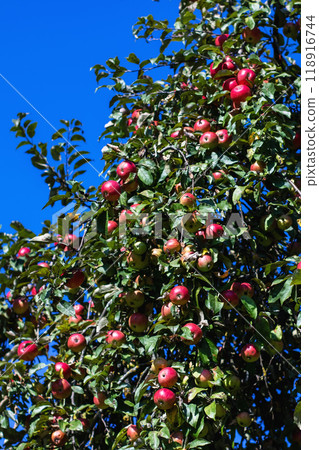 A flourishing tree laden with numerous red apples on its branches A flourishing tree laden with numerous red apples on its branches 118916744