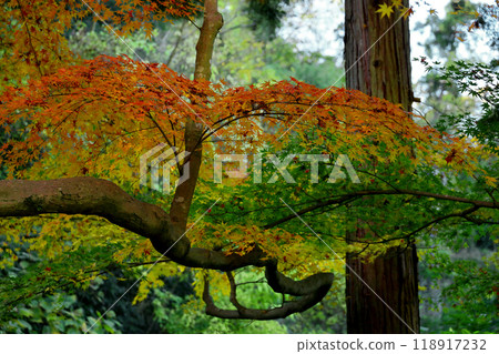 Maple leaves starting to change color to autumn Maple leaves starting to change color to autumn 118917232
